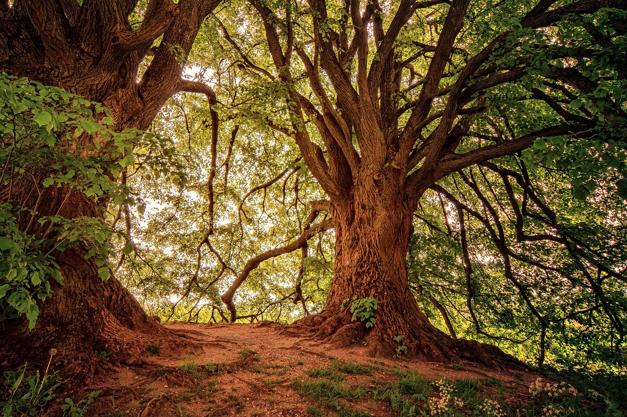 Summer tree in the forest